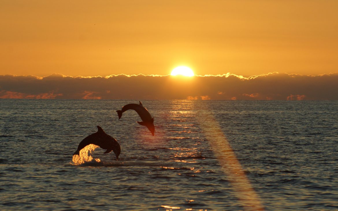 2 dolphins leaping at sunset near Sanibel Island Florida