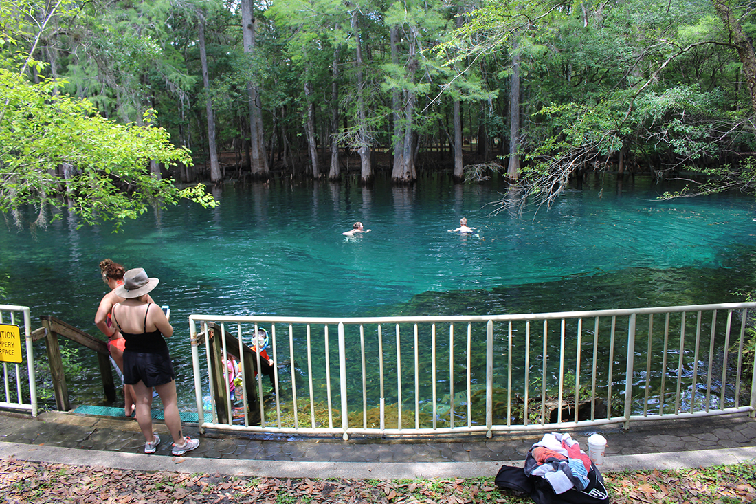 Swimming enjoy clear spring waters in Manatee Springs State Park.