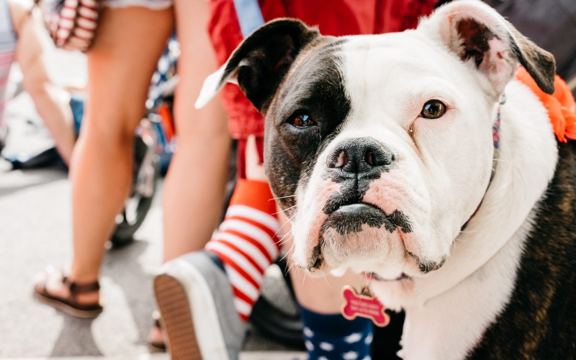 Black and white dog looking into camera with festive 4th of July colors in background