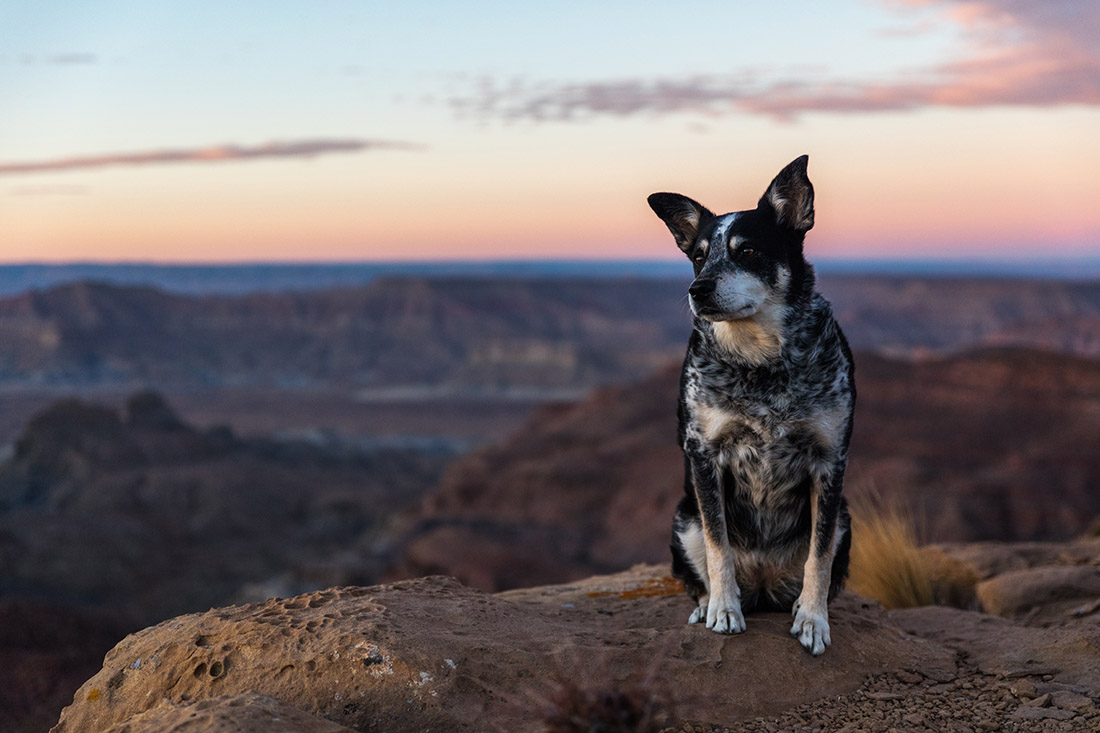 A bored-looking border collie overlooks the rugged terrain during dusk at Utah's Grand Staircase-Escalante National Monument