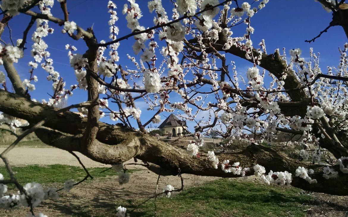 Pretty tree branch with small white flowers on sunny day