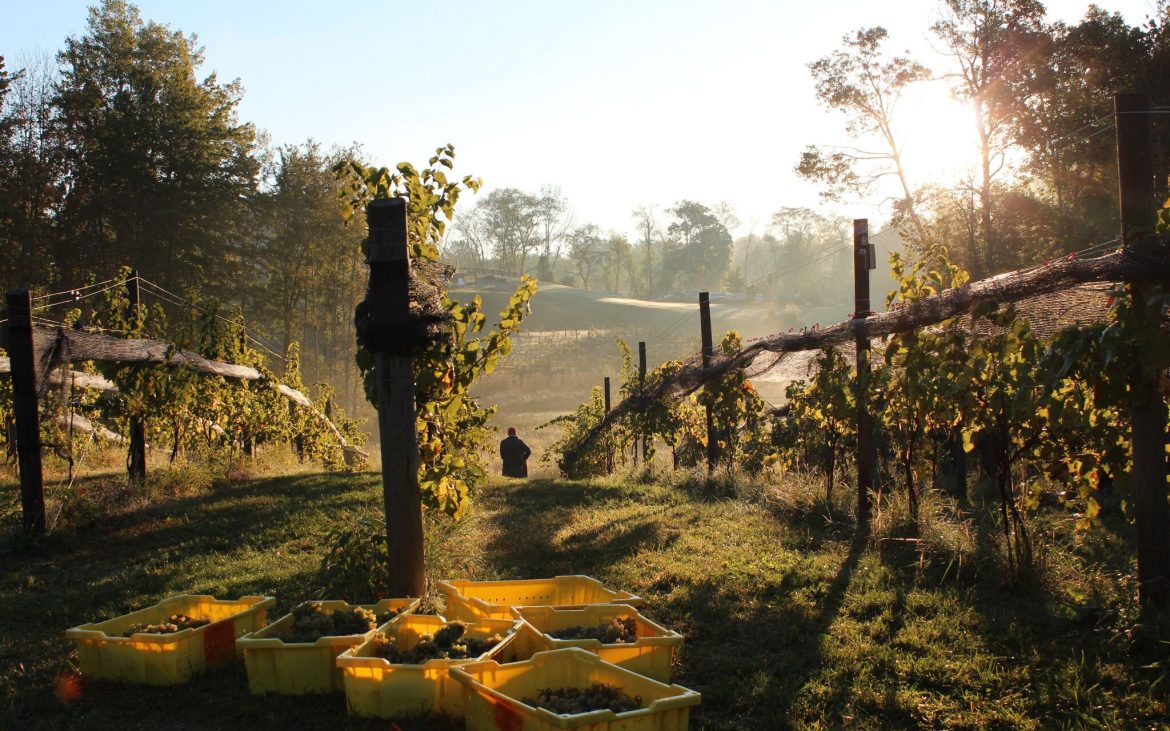 Bins of grapes sitting among grape vines