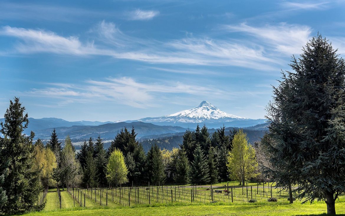 Beautiful view of vineyard, evergreen trees and snowy mountains in the distance