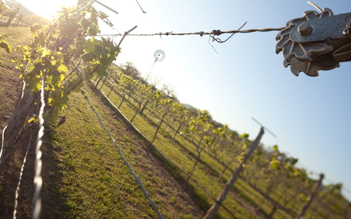 Close up of green grape vines at vineyard