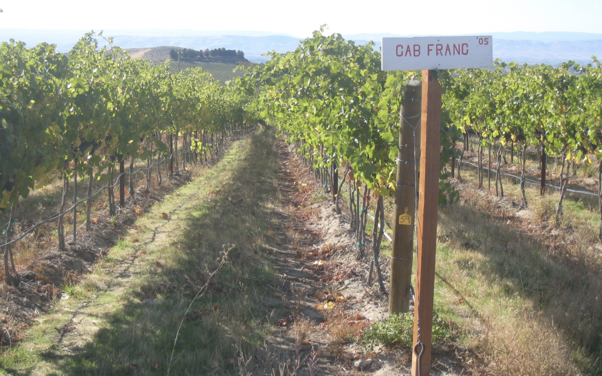 Vineyards on sunny day