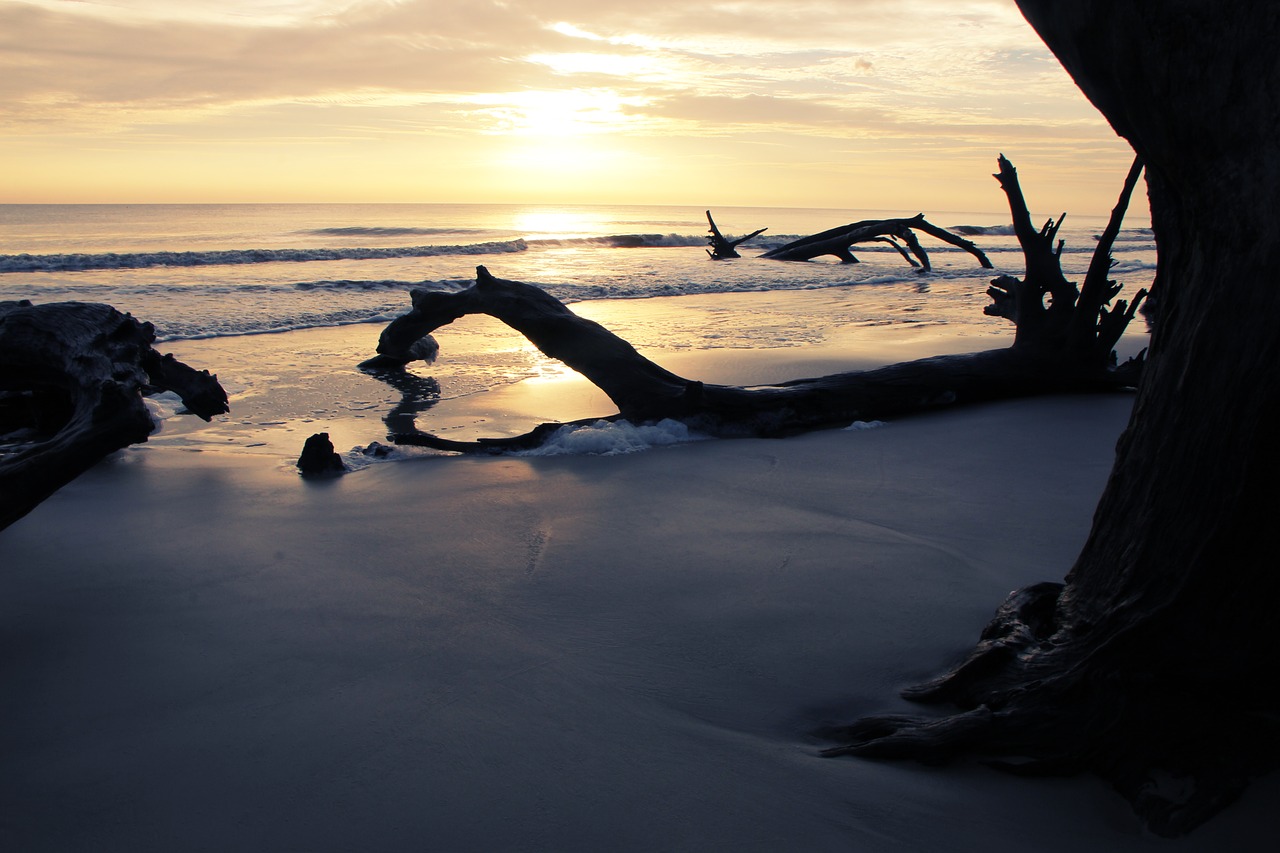 A sunset view with driftwood and shimmering waters.