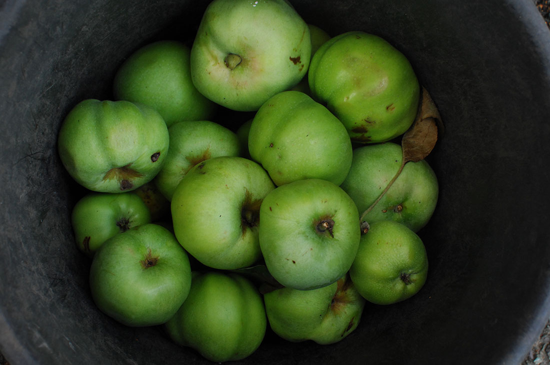 A bucket of granny smith apples.