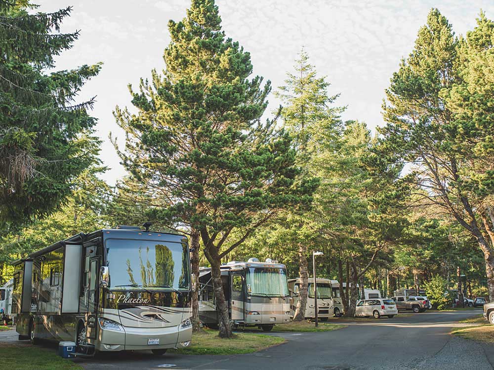 RVs parked under lush pine trees and facing a paved road.