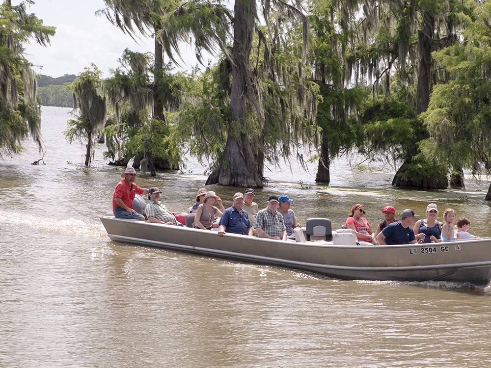 Sightseers ride a boat through wetlands with cypress trees growing in the water. 