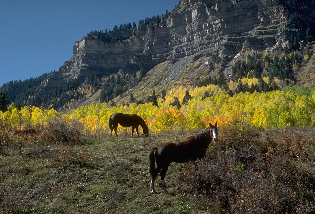 A pair of horses graze with rugged bluffs and golden trees looming in the distance.