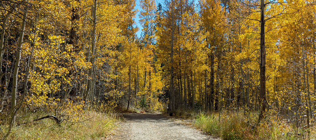 A path enters a forest that's thick with golden aspen trees.
