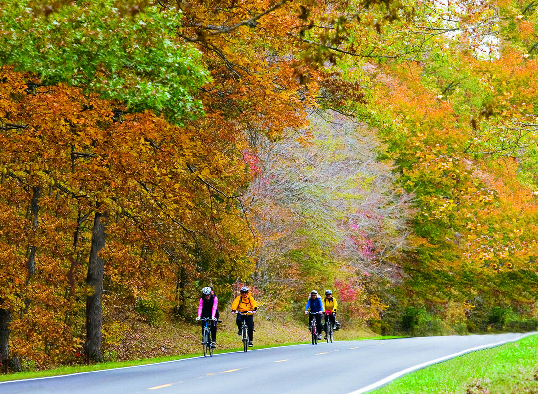 Four cyclists ride on a paved road lined with a tall trees bursting in gold, yellow and green fall foliage.