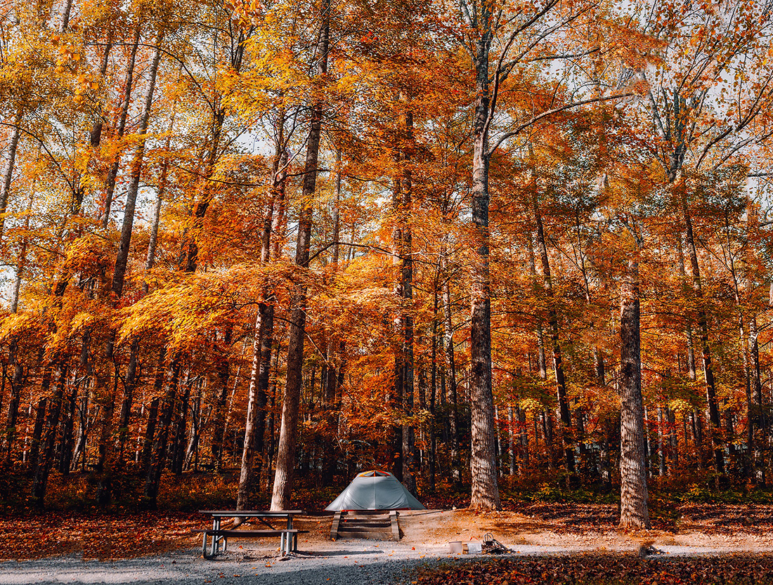 A lone tent sits at the foot of towering trees that have turned rust.