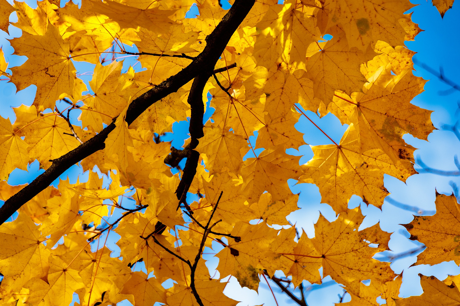 POV from the ground, Golden-yellow maples leaves silhouetted against a clear blue sky