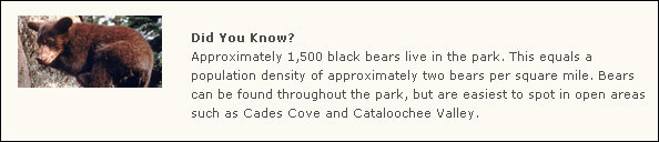 About 1,500 black bears live in the park, about two bears per square mile