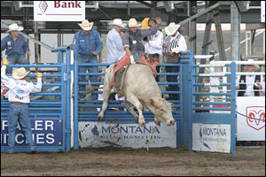 bull riding at Cody Rodeo