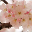 cherry blossoms close-up