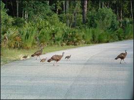A family of wild turkeys cross the road in Wekiwa Springs State Park, Florida.