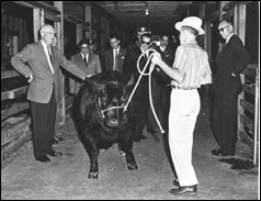 ike inspecting cattle herd