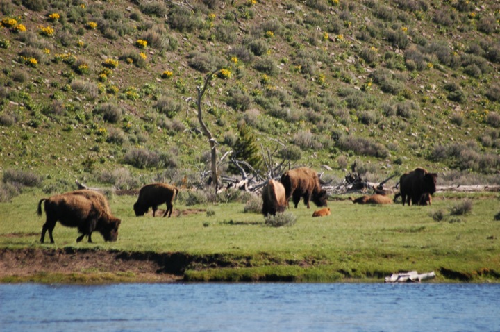 Roaming Buffalo