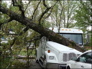 fallen-tree-on-mdt