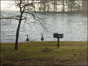 geese-on-shore-of-lake-martin-al