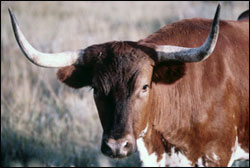 longhorn