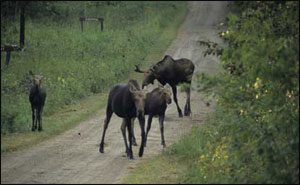 moose-family