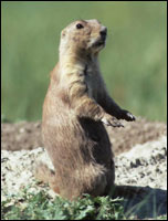 prairie_dog