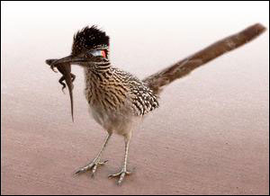 roadrunner-with-lizard