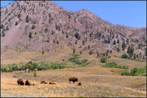 bearbutte-with-bison-foreground