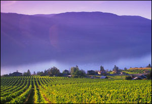 kelowna-vineyard-british-columbia