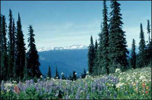 revelstoke-subalpine-meadow-with-snowcapped-mountains-in-distance