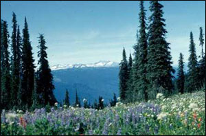 subalpine-meadow-of-flowers-with-snowcapped-mountains-in-background