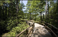 boardwalk-through-woods-at-barnwell-state-park-south-carolina