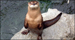 nc-aquarium-sea-otter