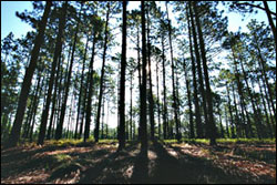weymouth-woods-sandhills-preserve-pine-forests-north-carolina