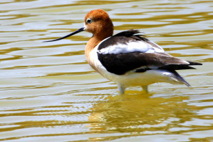 An American Avocet sweeps its bill from side to side looking for lunch © Rex Vogel, all rights reserved