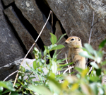 Arctic Ground Squirrel - 7796