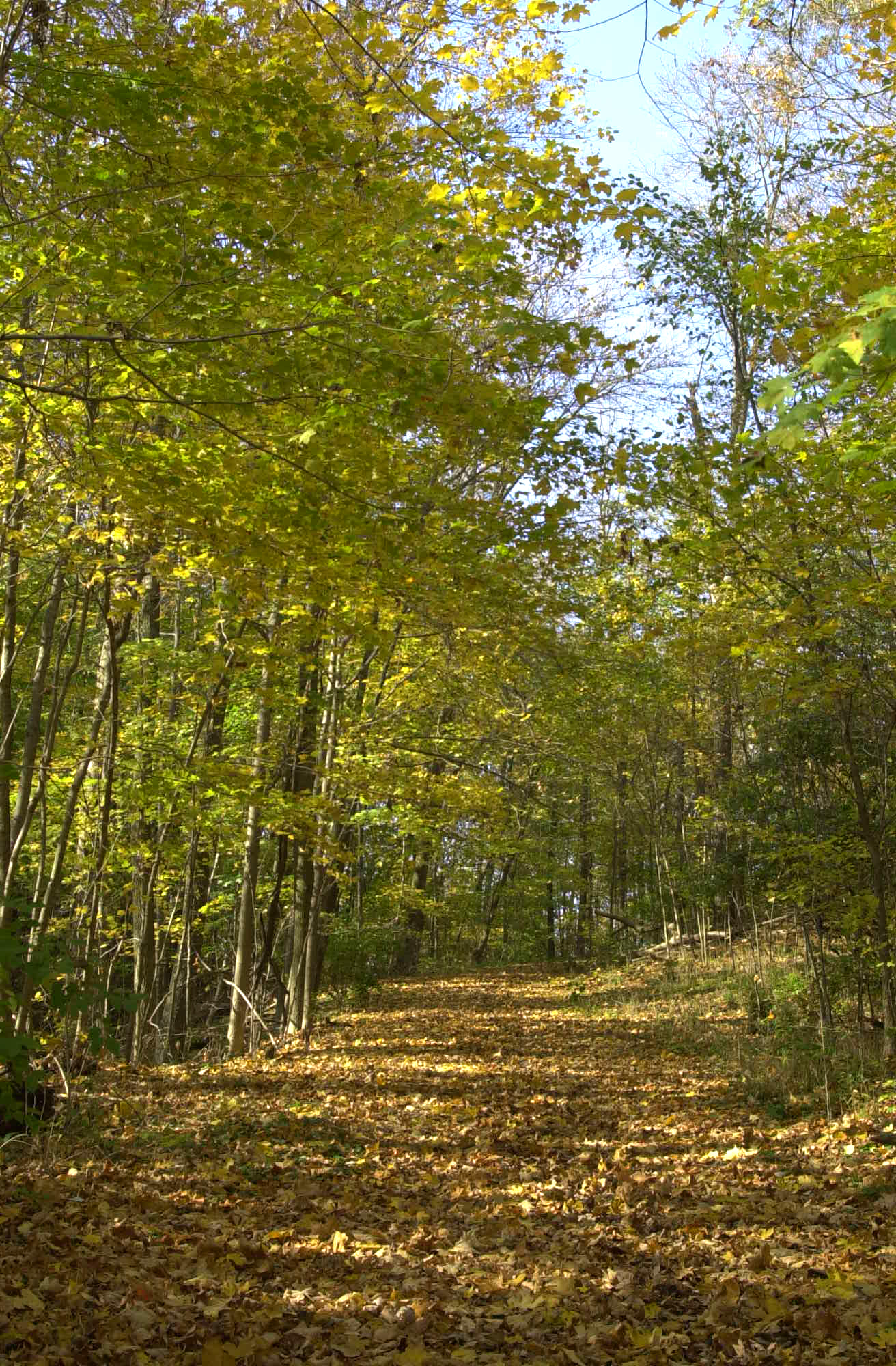 Gr8LakesCamper: Hueston Woods State Park | Good Sam ...