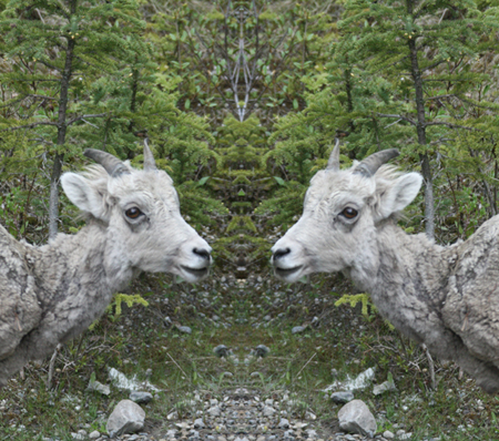 Juvenile Bighorn Sheep: Is It Singular or Plural?