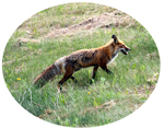 Red Fox - 7740