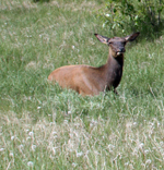 Young Elk - 7267
