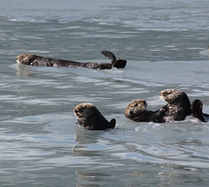 Rafts of Sea Otters Were Comic Relief on our 10-hour Cruise