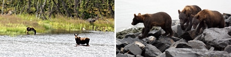 Mama Moose and youngster & Mama Bear teaches three offspring the art of salmon fishing