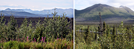 Looking out over drafted spruce in a permafrost field &, at right, the Alaska Pipeline makes its way across 799 miles of terrain