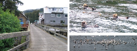 The Historic Boardwalk in Seldovia, "I'm Otter Here" and Swarms of Seabirds Watched Us Go By