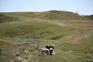 Watching the Wild (Feral) Horses in Theodore Roosevelt National Park was a Highlight of our Last Visit to North Dakota