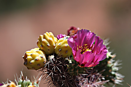Cactus Flowers - 8276