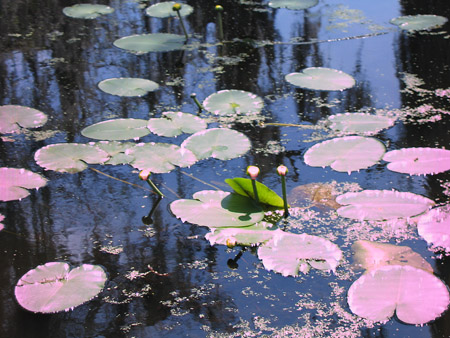 Lily Pads - 1226